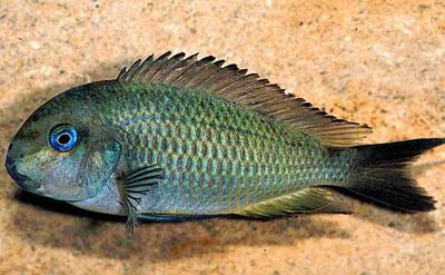 Tropheus brichardi